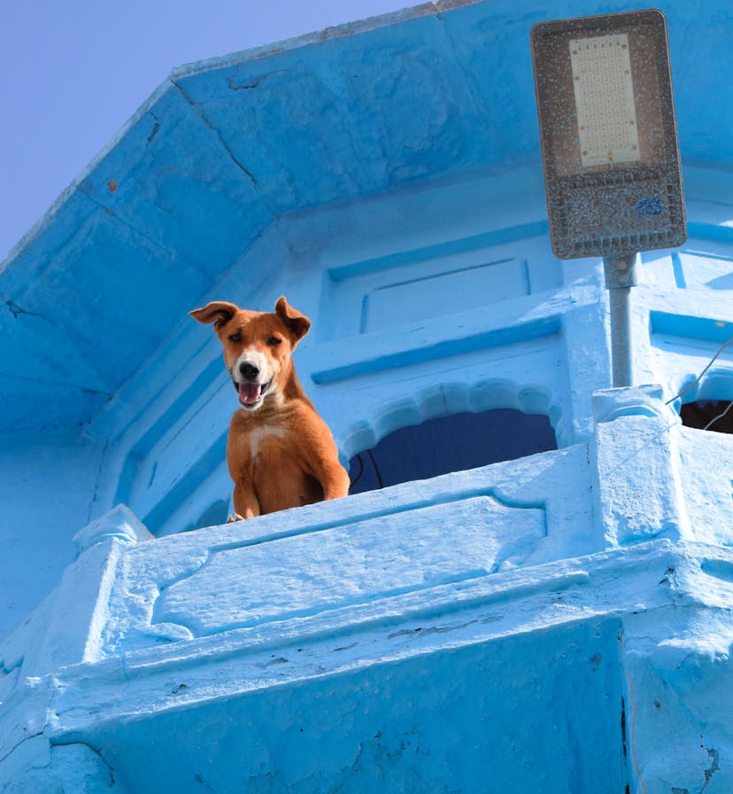 Dog and blue building